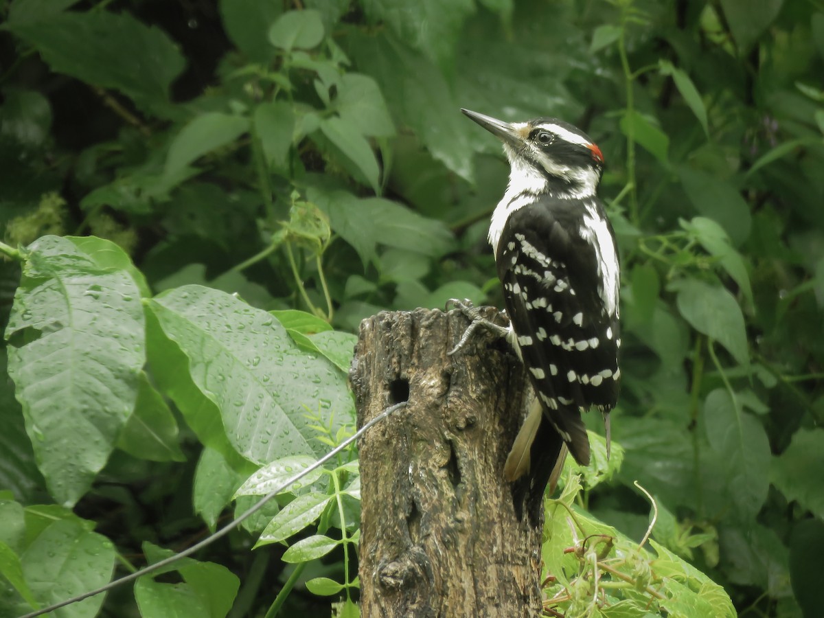 Hairy Woodpecker - ML165639231