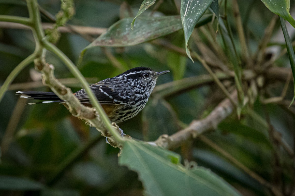 Ochre-rumped Antbird - Eden Fontes