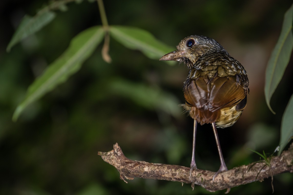 Variegated Antpitta - ML165639771