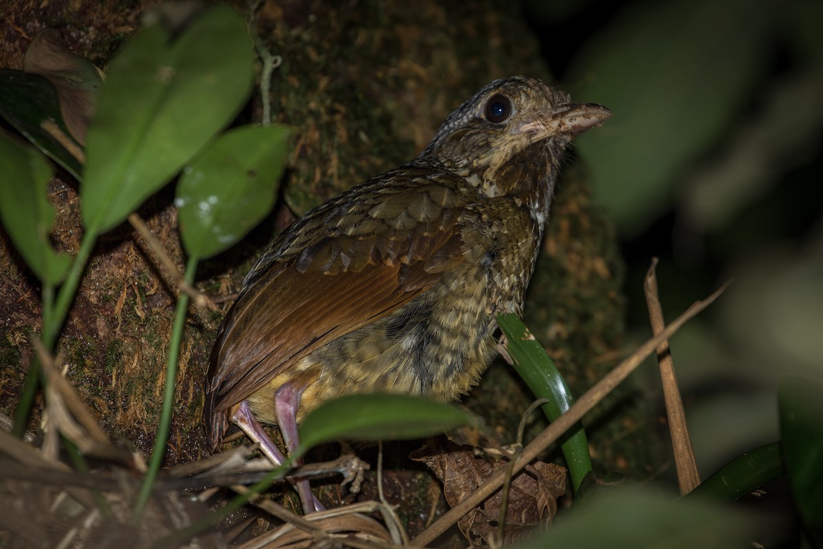 Variegated Antpitta - ML165639811