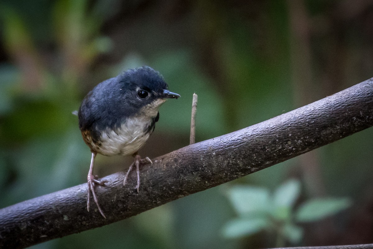 Weißbrusttapaculo - ML165639881