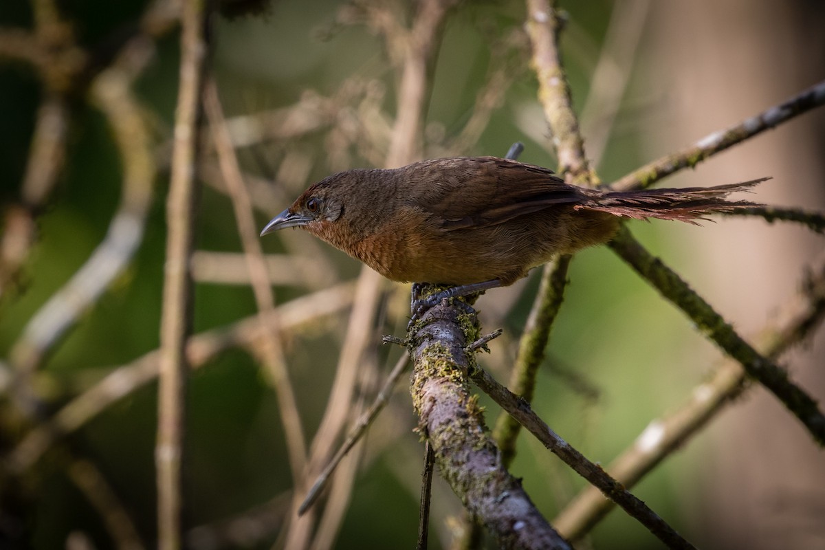 Orange-breasted Thornbird - Eden Fontes