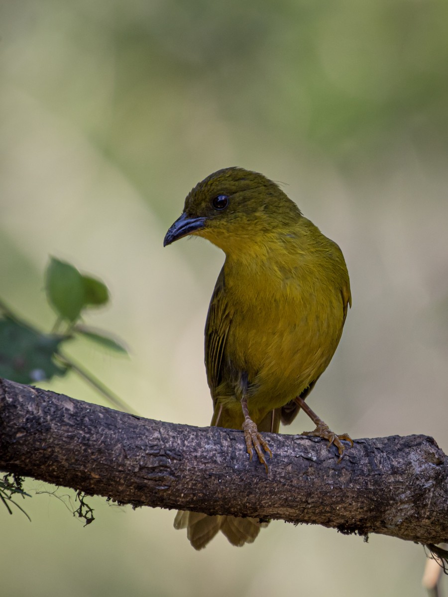 Olive-green Tanager - Eden Fontes