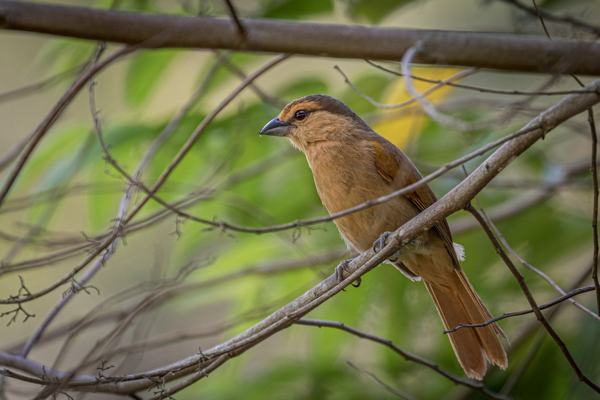 Brown Tanager - Eden Fontes