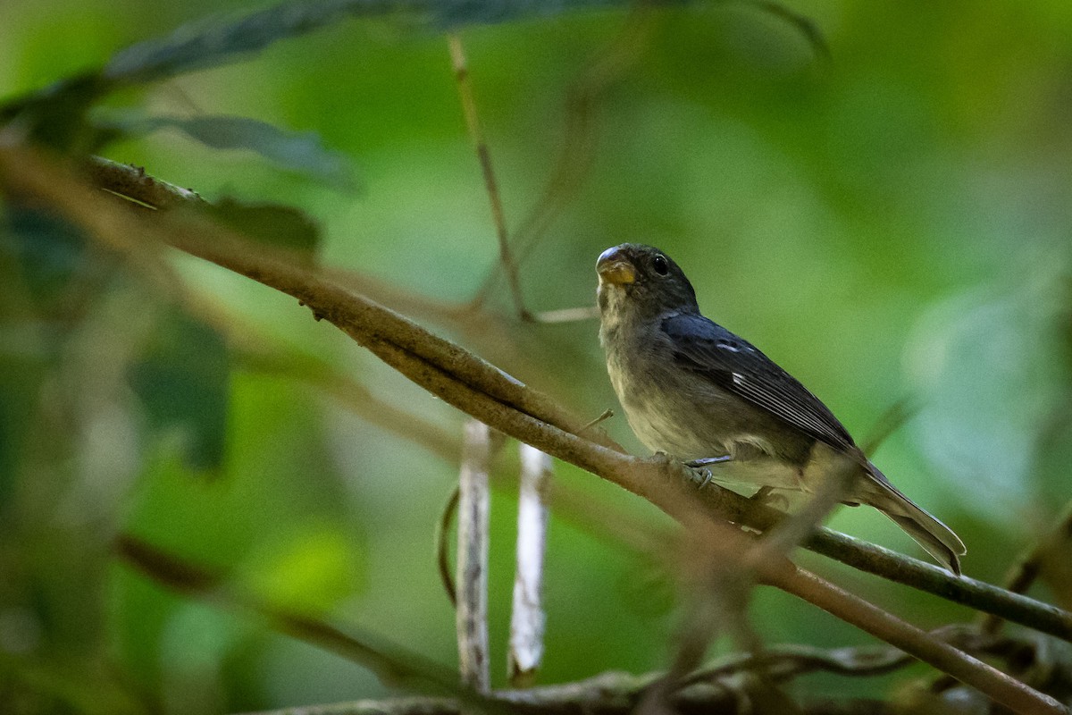 Temminck's Seedeater - Eden Fontes