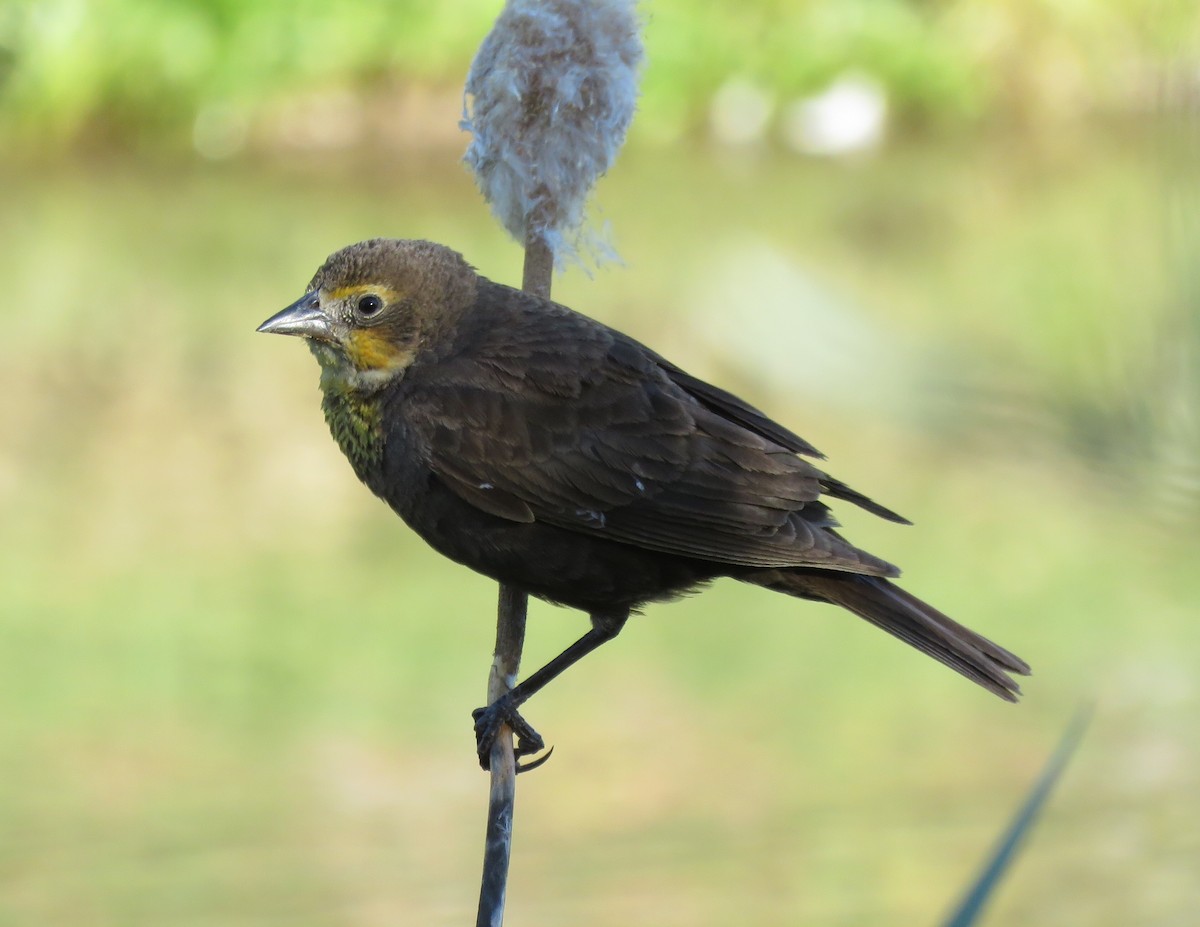 Yellow-headed Blackbird - Meg Reck