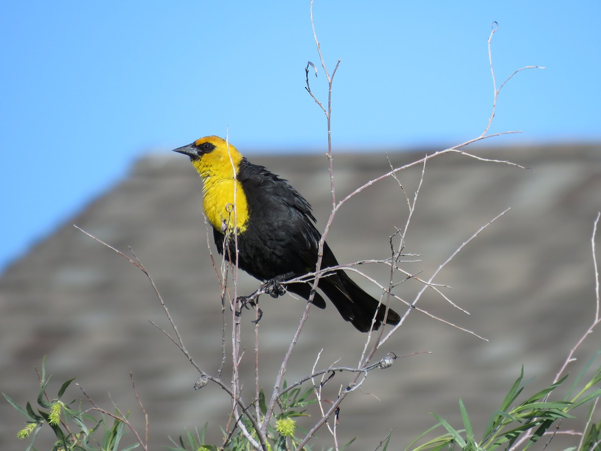 Yellow-headed Blackbird - Meg Reck