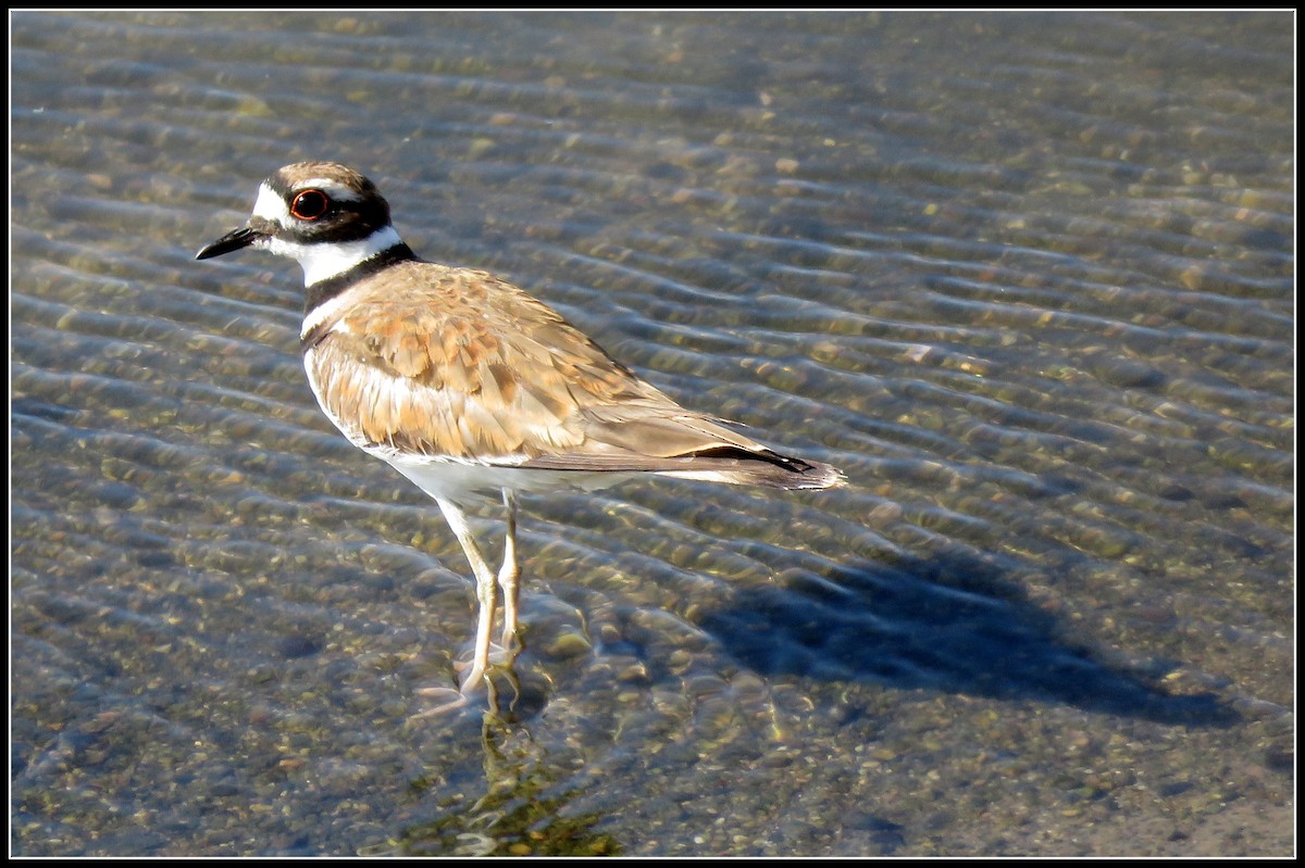 Killdeer - ML165641881