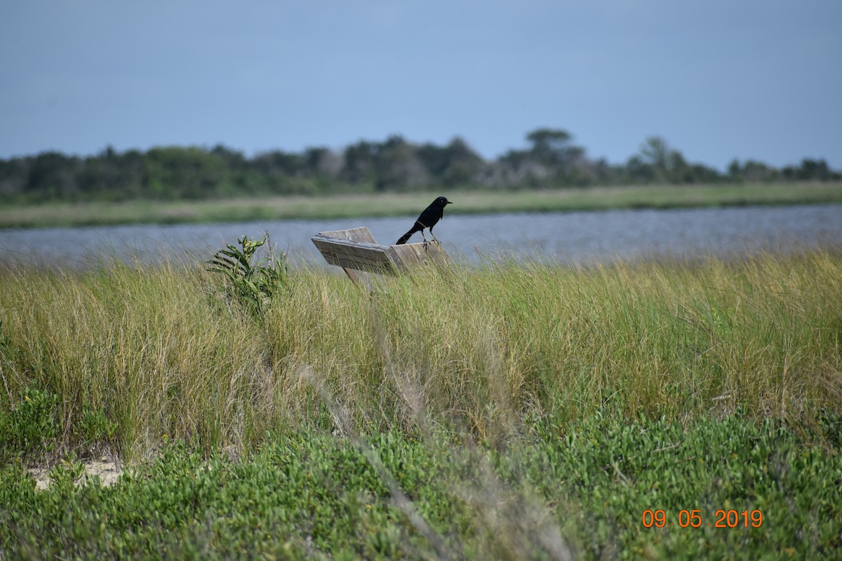 Boat-tailed Grackle - ML165643121