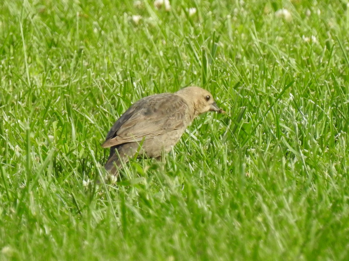 Brown-headed Cowbird - ML165643231