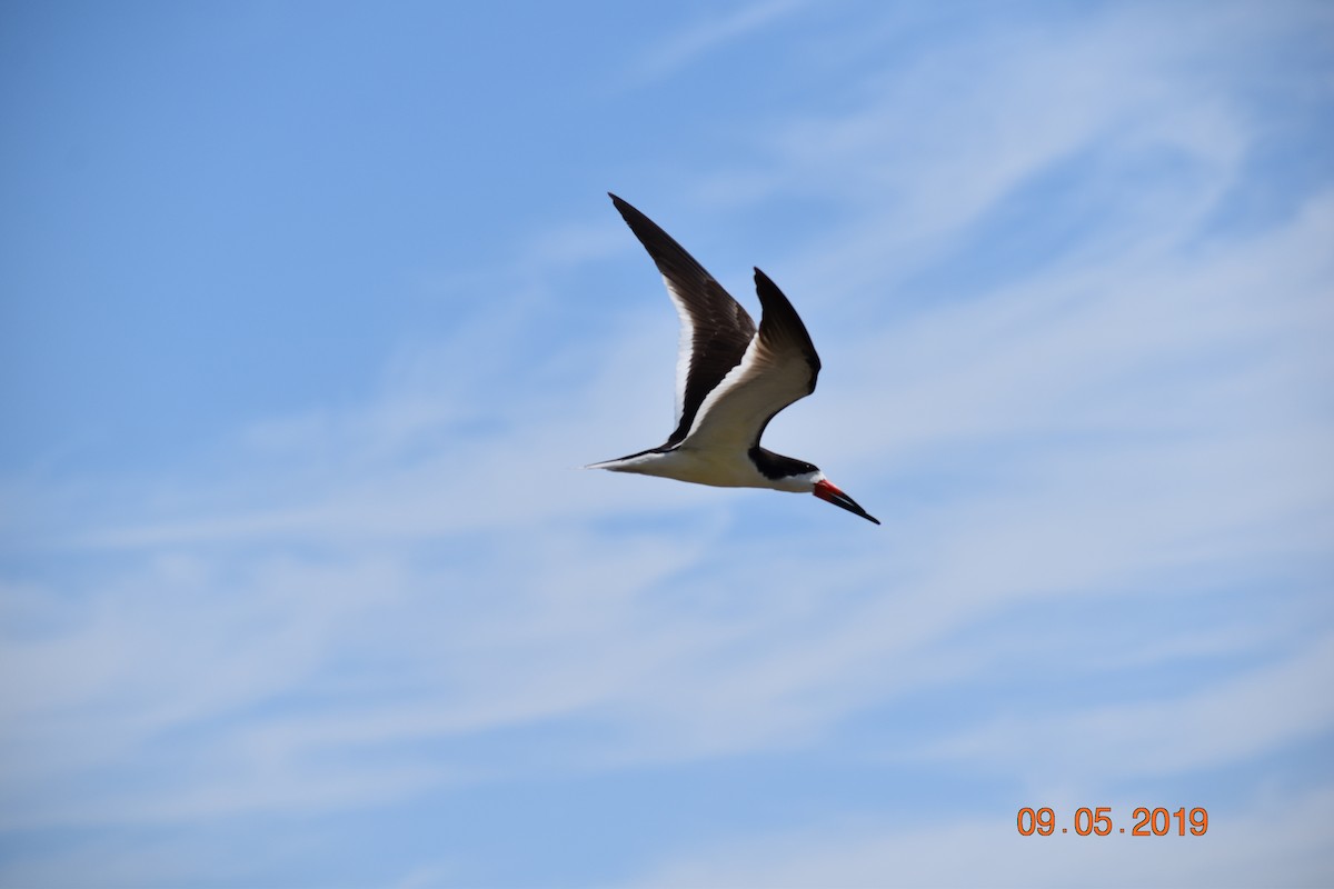 Black Skimmer - ML165643611