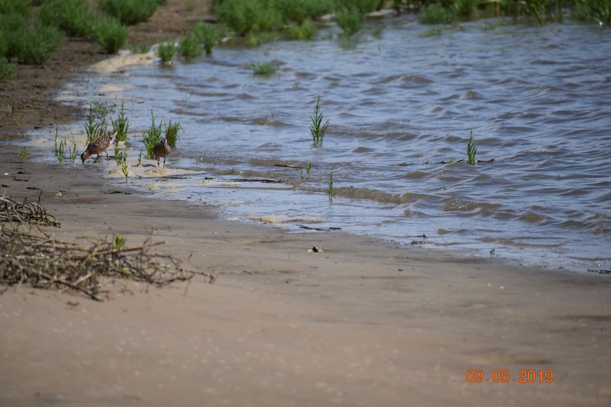 Short-billed Dowitcher - ML165644801