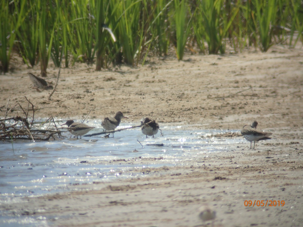 Spotted Sandpiper - ML165644811