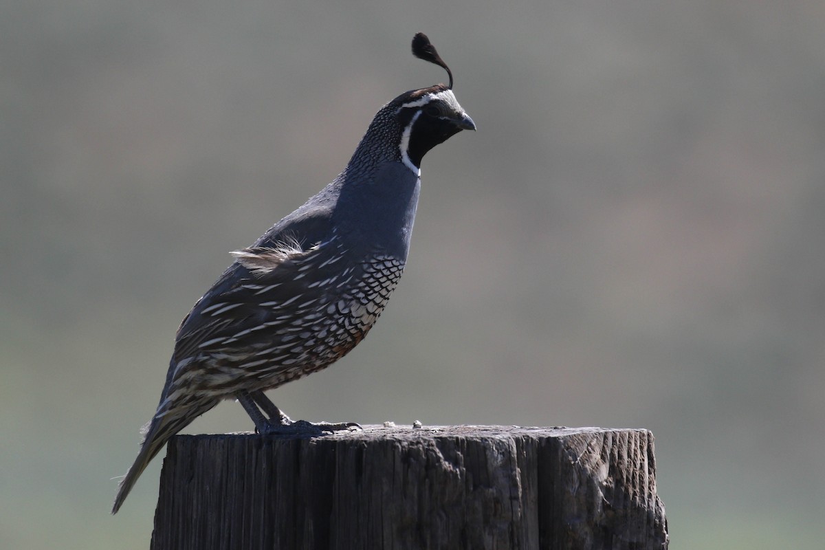 California Quail - ML165645571