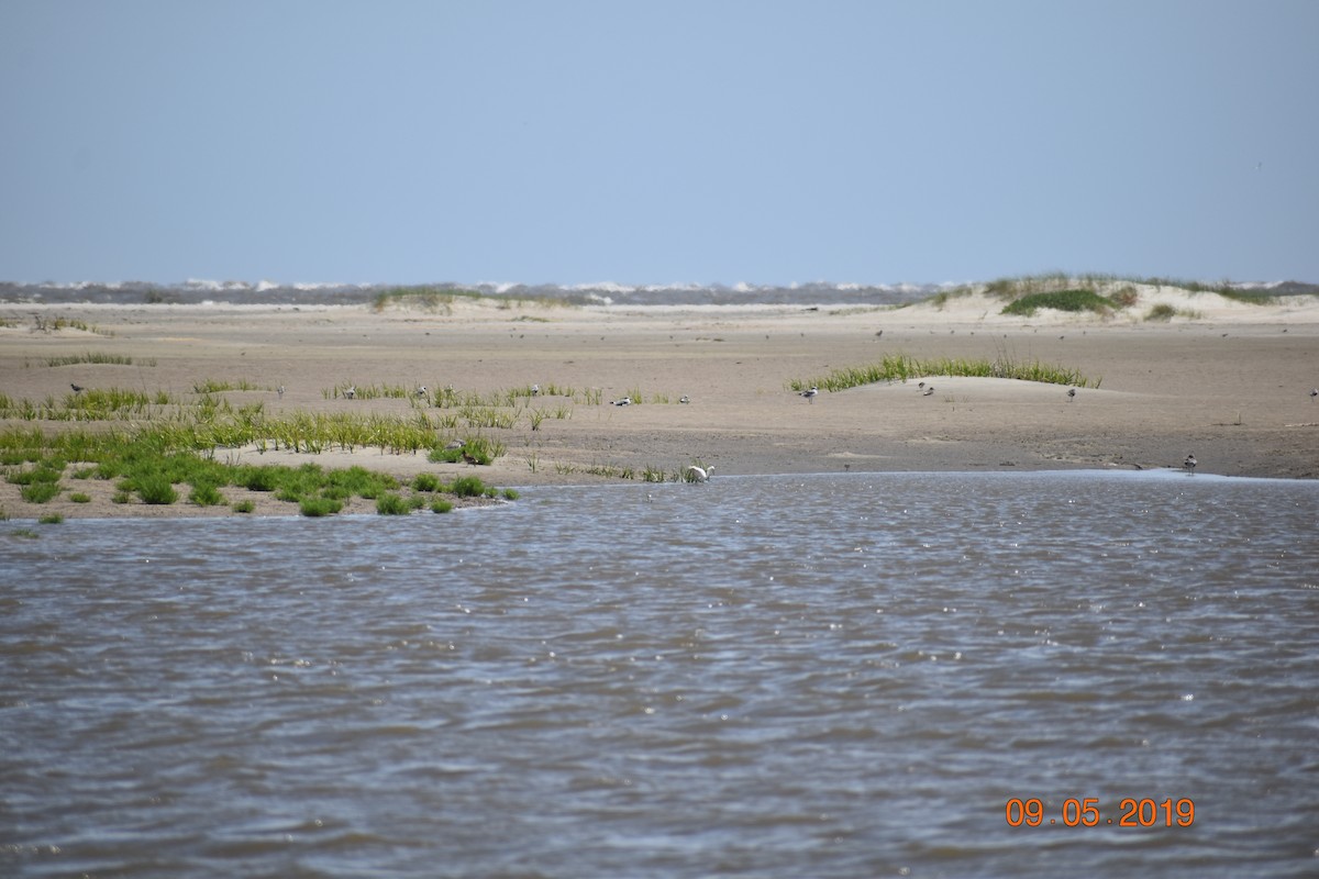 Snowy Egret - ML165645971