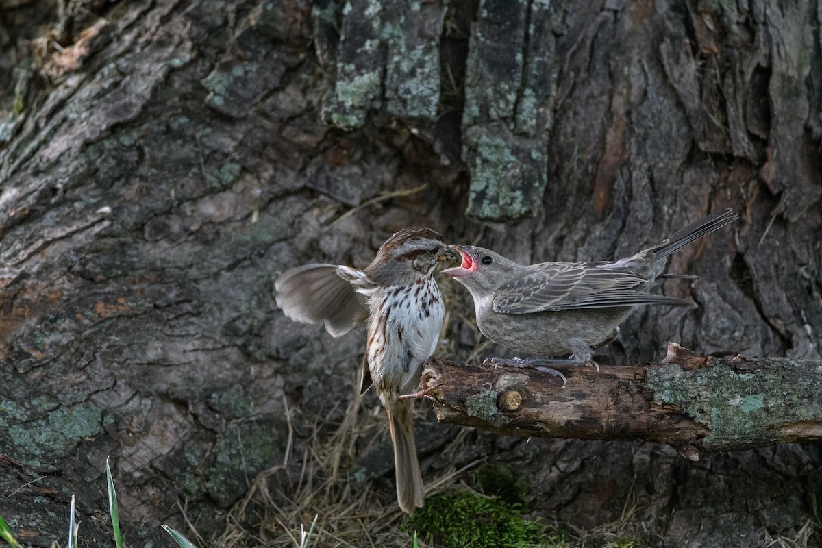 Brown-headed Cowbird - Scott Clark