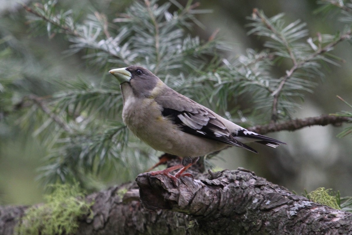 Evening Grosbeak - ML165650431