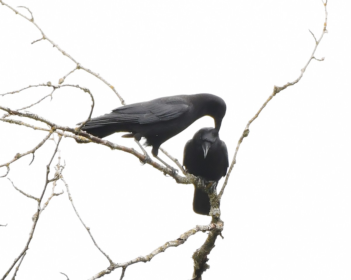 American Crow - ML165650971