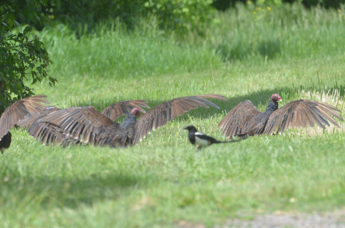 Turkey Vulture - Brian Johnson