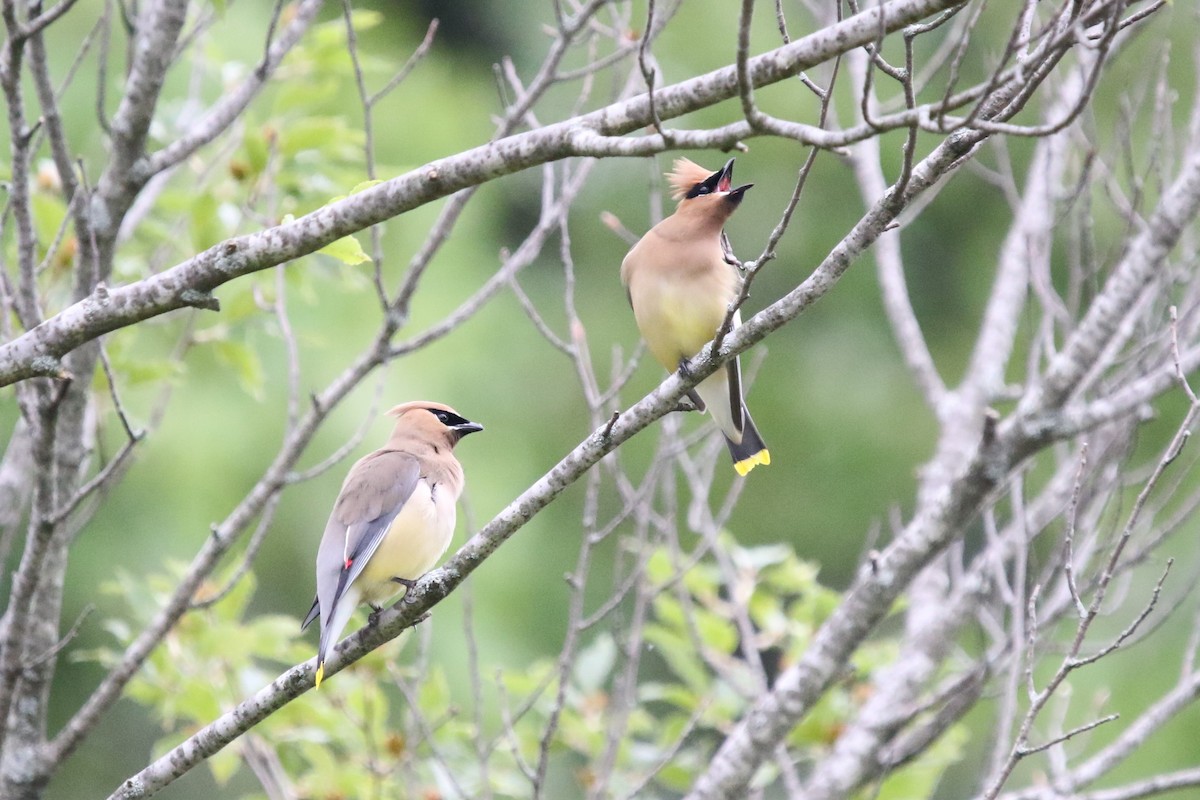 Cedar Waxwing - John Finley