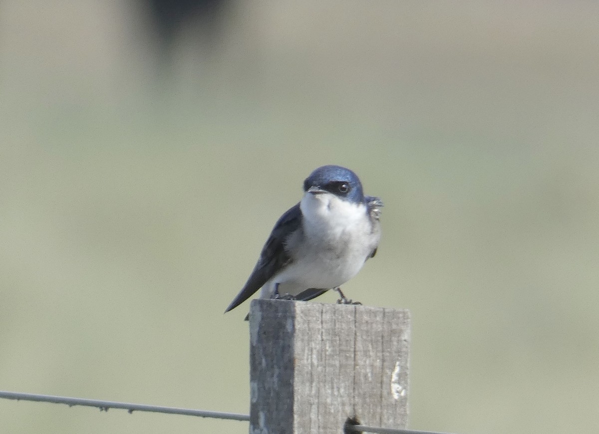 Chilean Swallow - ML165655841