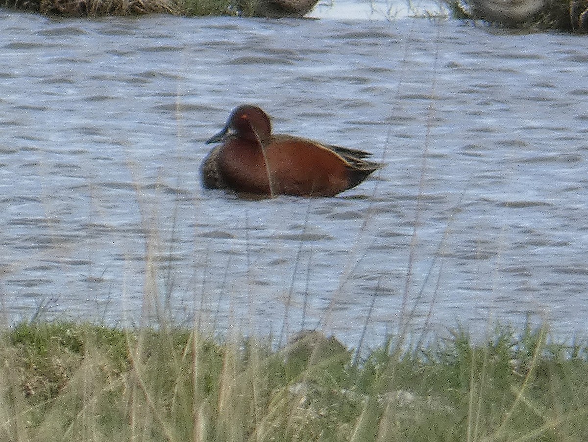 Cinnamon Teal - ML165658651