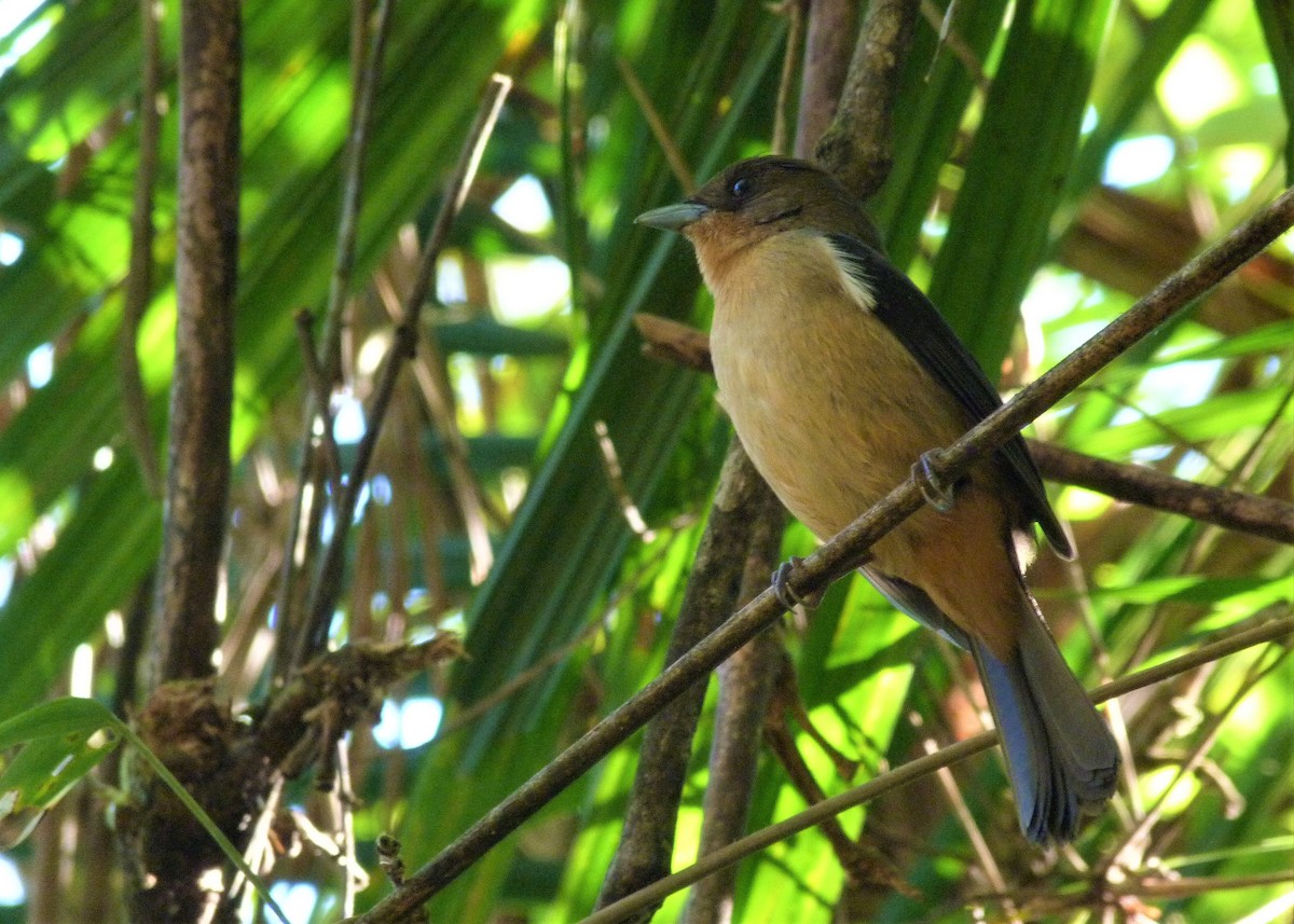 Black-goggled Tanager - ML165658681