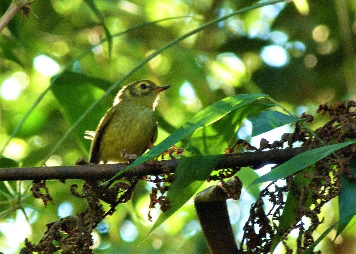 Oustalet's Tyrannulet - ML165658721