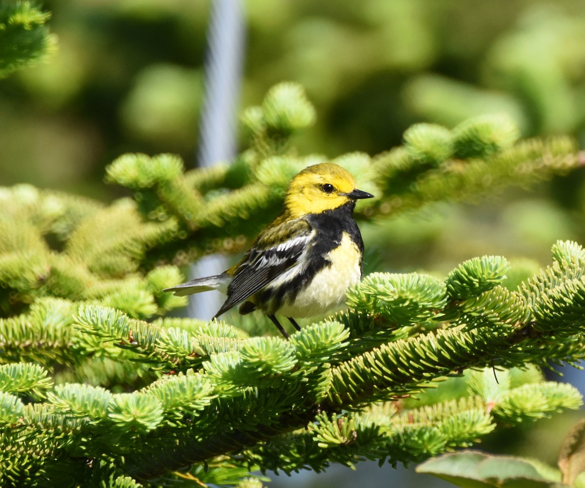 Black-throated Green Warbler - ML165659171