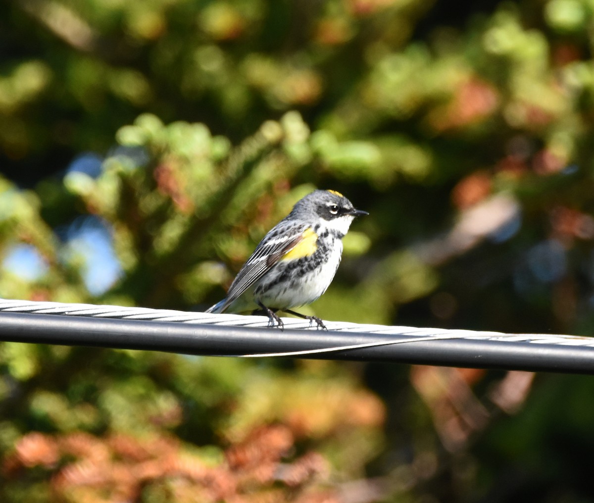 Yellow-rumped Warbler - ML165659391