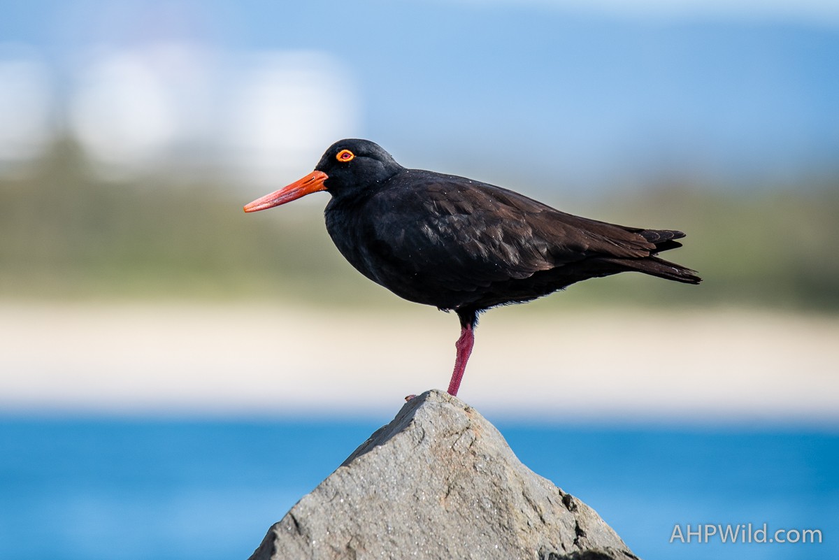 Sooty Oystercatcher - Adam Higgins