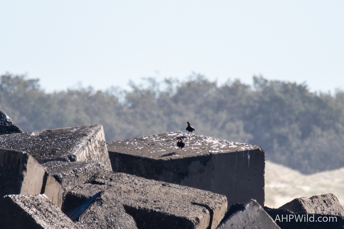 Sooty Oystercatcher - Adam Higgins