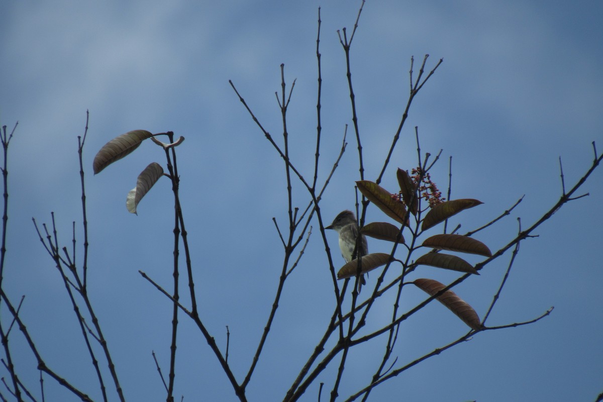 Olive-sided Flycatcher - ML165662151