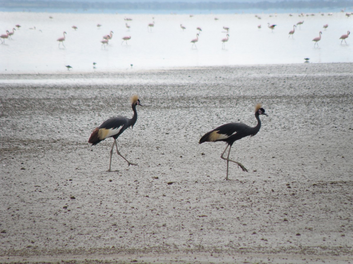 Black Crowned-Crane - ML165663041