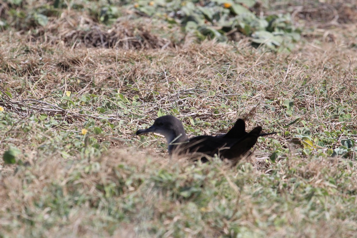 Wedge-tailed Shearwater - ML165663771