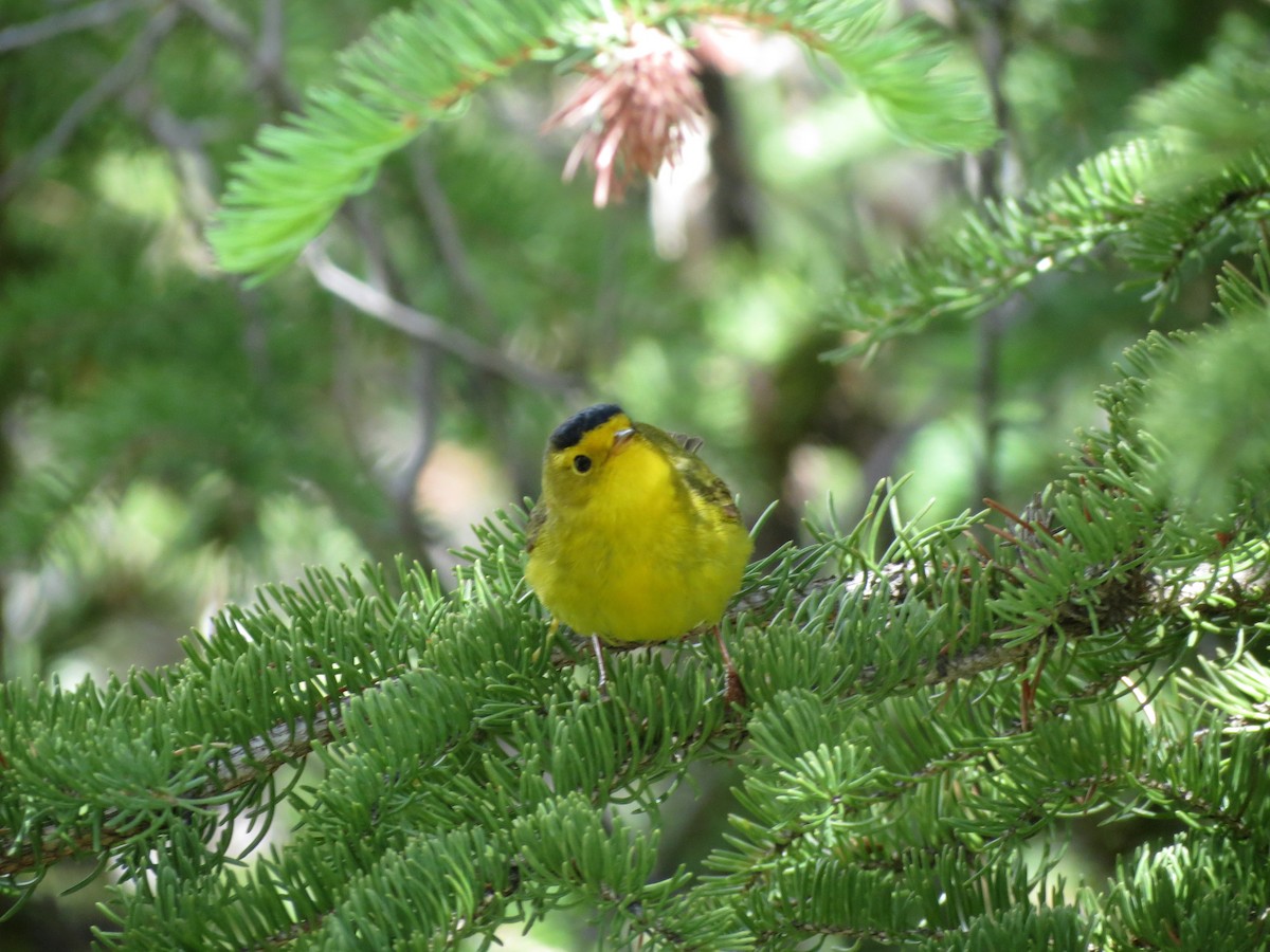 Wilson's Warbler - ML165664251