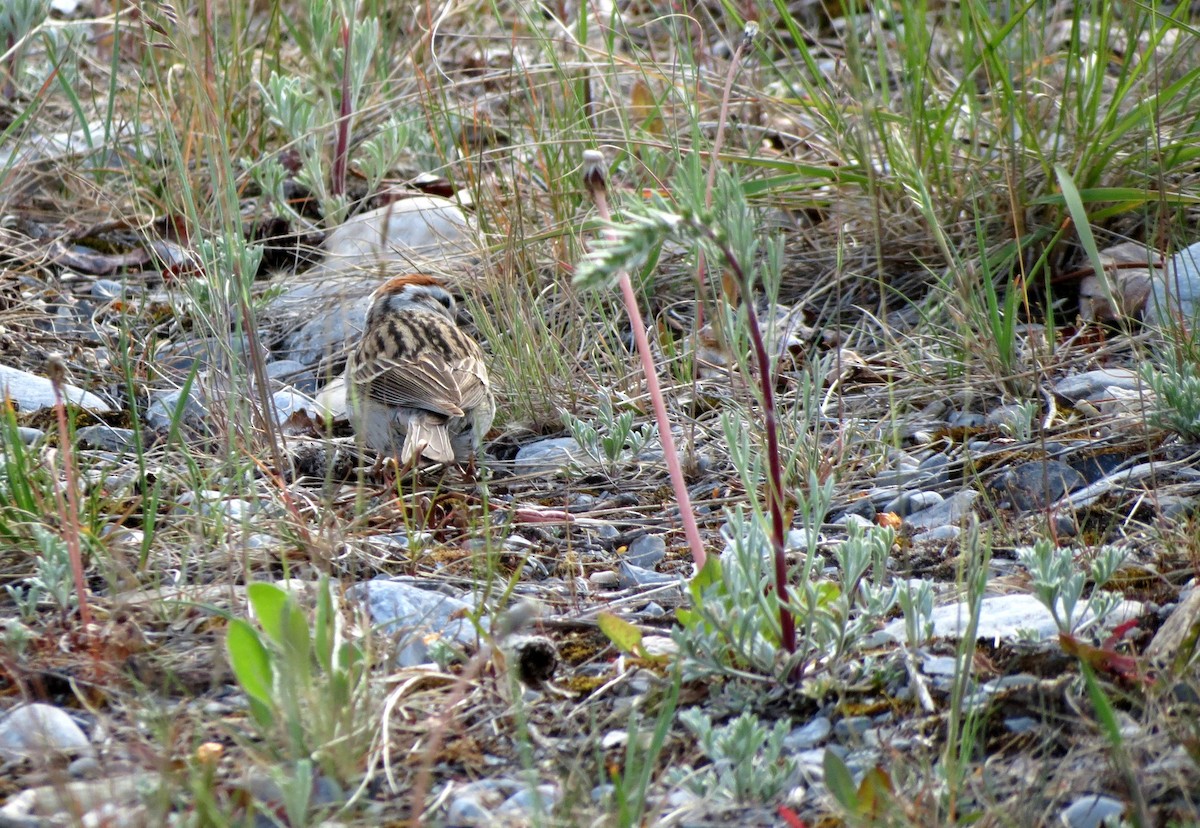 Chipping Sparrow - ML165664391