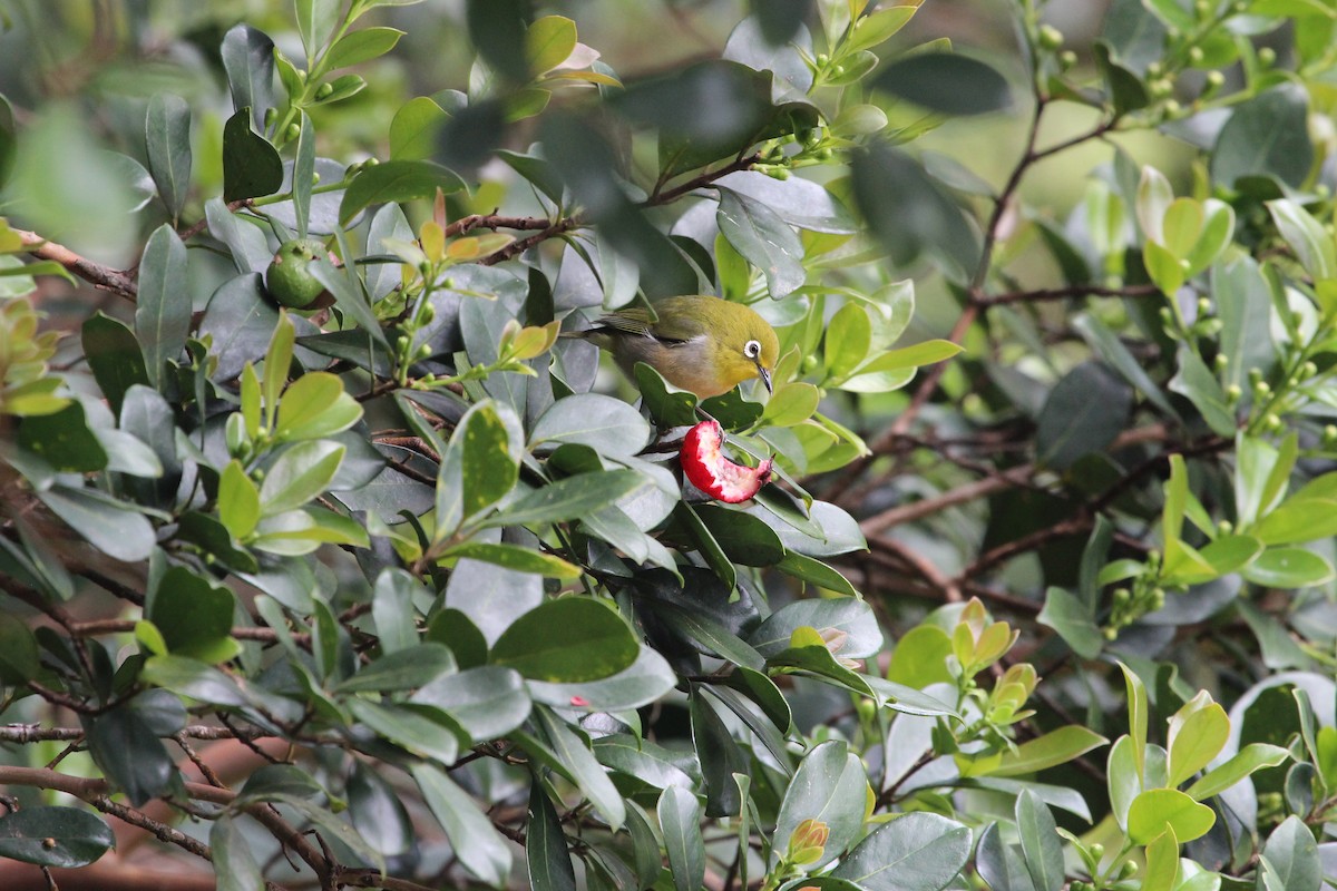 Warbling White-eye - Paula Maloney