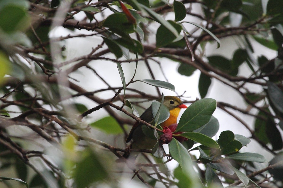 Red-billed Leiothrix - ML165664471