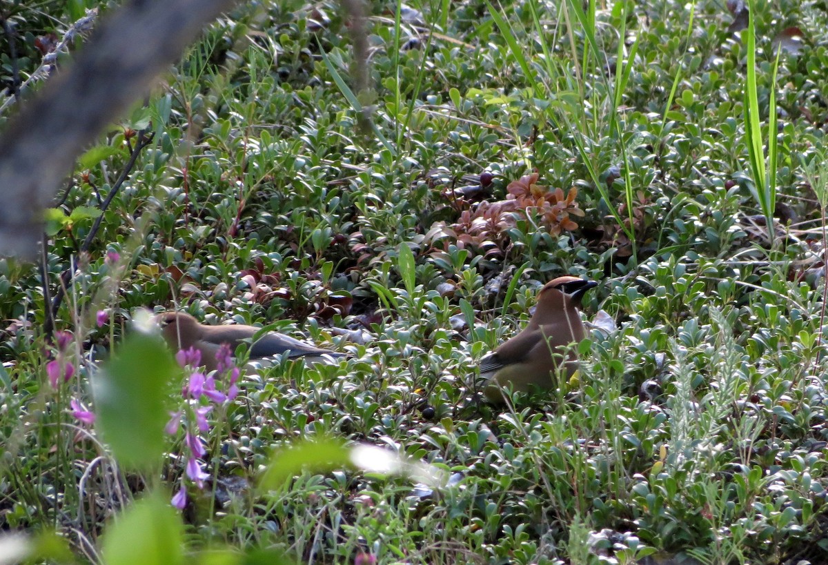 Cedar Waxwing - ML165664971