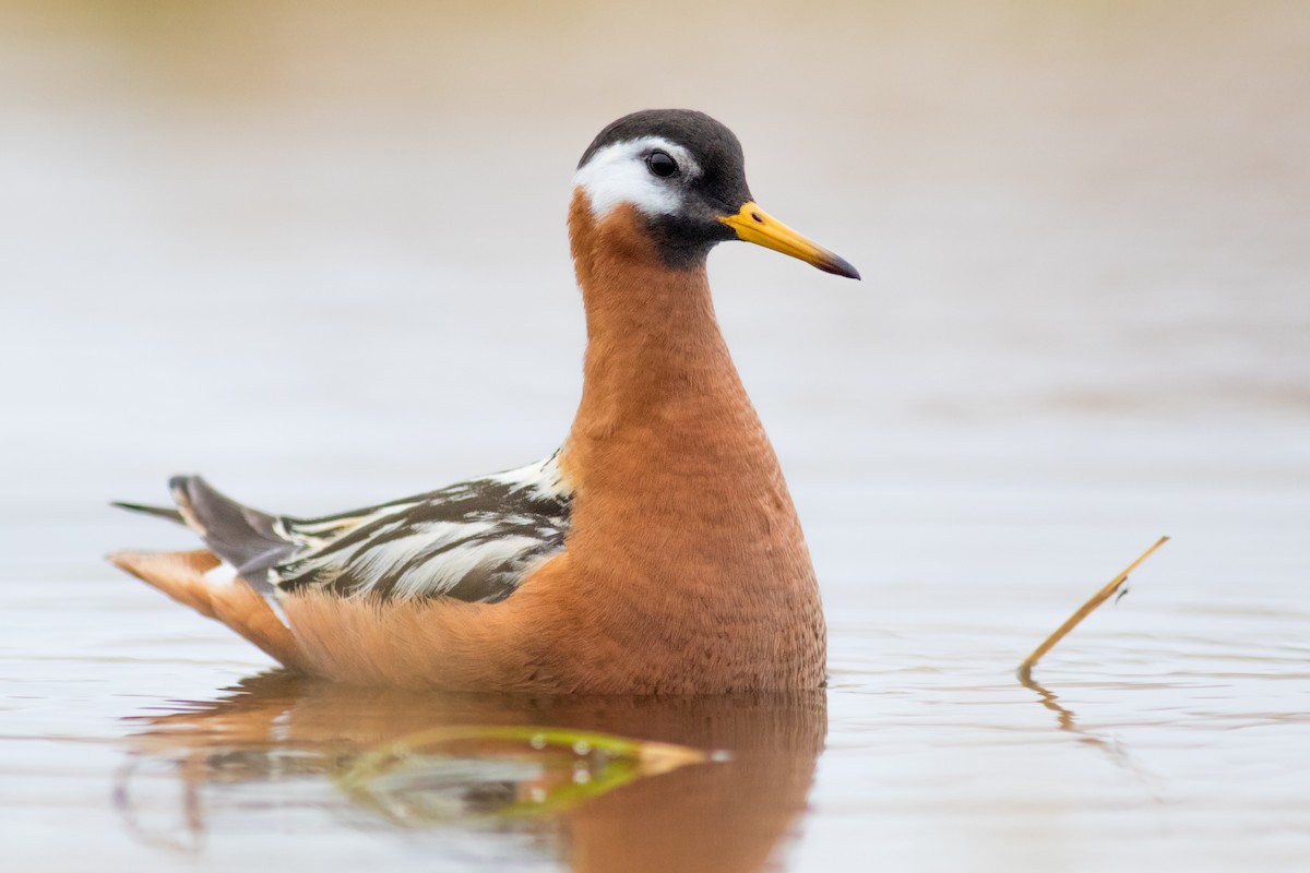 Phalarope à bec large - ML165666441