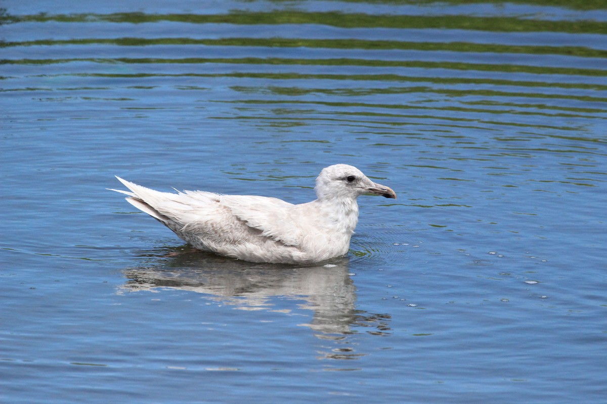 Glaucous-winged Gull - Paula Maloney