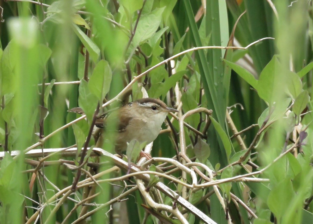 ハシナガヌマミソサザイ（palustris グループ） - ML165666741