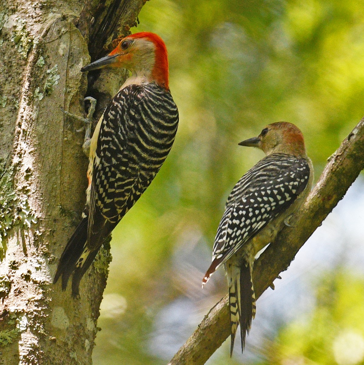 Red-bellied Woodpecker - Rick Spencer