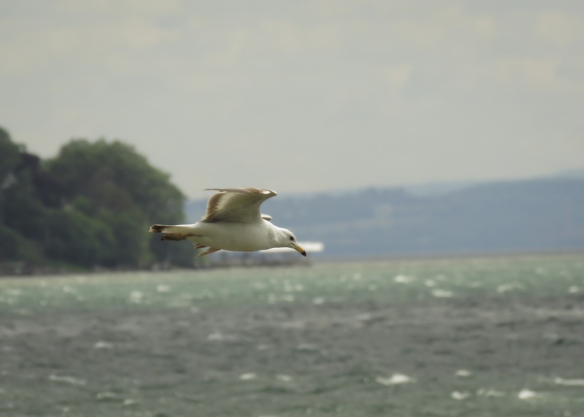 Ring-billed Gull - Arthur Gomes