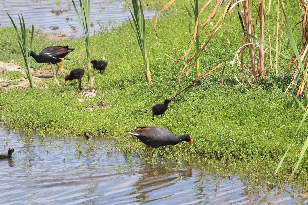 Gallinule d'Amérique - ML165670681