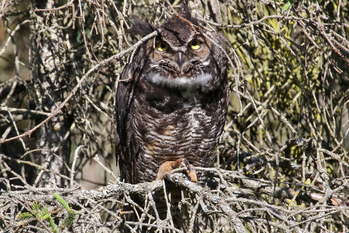 Great Horned Owl - ML165671691