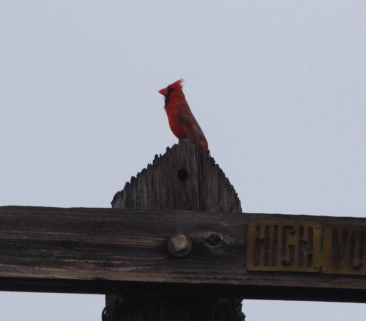 Northern Cardinal - Paula Maloney