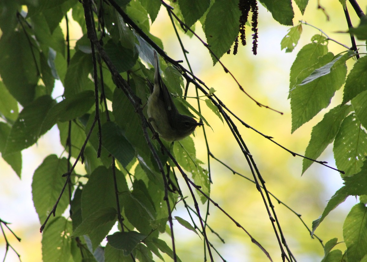 Black-throated Blue Warbler - ML165673441
