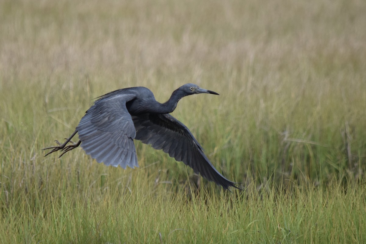 Little Blue x Tricolored Heron (hybrid) - Sam Zhang
